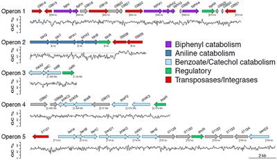 Metabolic and Evolutionary Insights in the Transformation of Diphenylamine by a Pseudomonas putida Strain Unravelled by Genomic, Proteomic, and Transcription Analysis